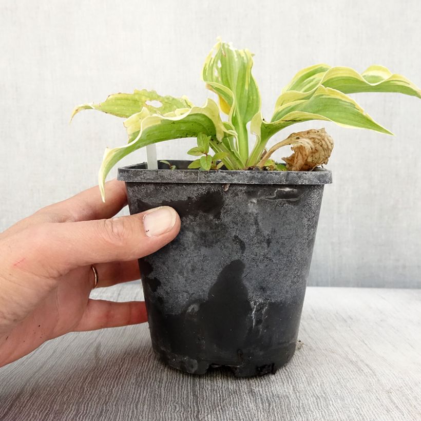 Exemplaar van Hosta The King Pot de 1,5L/2L zoals geleverd in de herfst