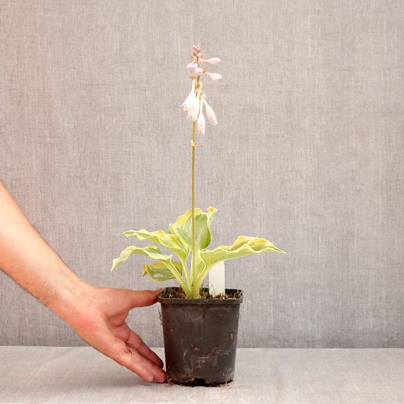 Exemplaar van Hosta The King - Hartlelie Pot van 1,5 l/2 l zoals geleverd in de zomer