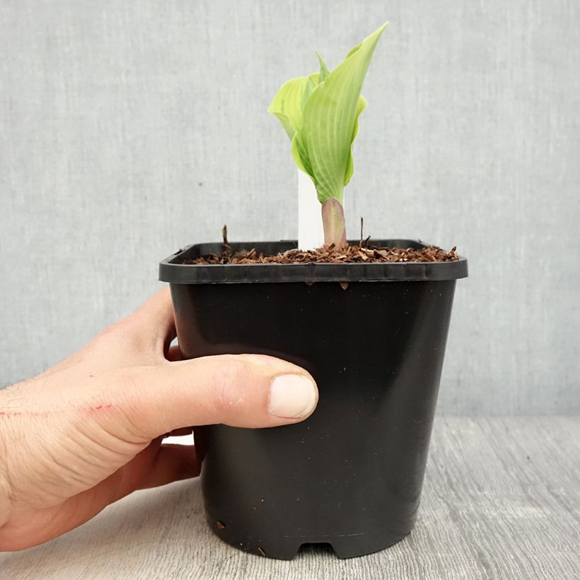 Example of Hosta The King - Hartlelie Pot van 1,5 l/2 l as you get in printemps