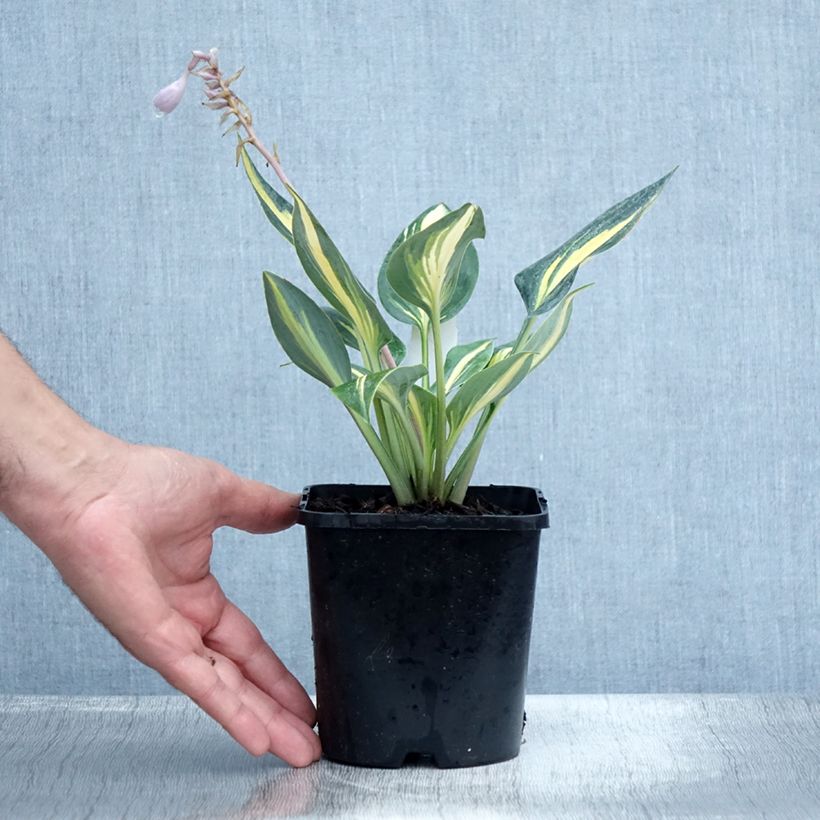 Exemplaar van Hosta Timeless Beauty - Hartlelie Pot van 1,5 l/2 l zoals geleverd in de zomer