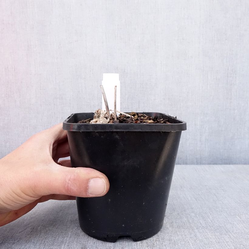 Exemplaar van Hosta Timeless Beauty - Hartlelie Pot van 1,5 l/2 l zoals geleverd in de lente