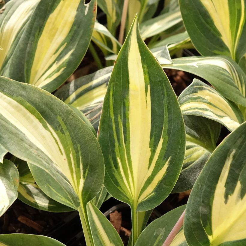 Hosta Timeless Beauty - Hartlelie (Blad)