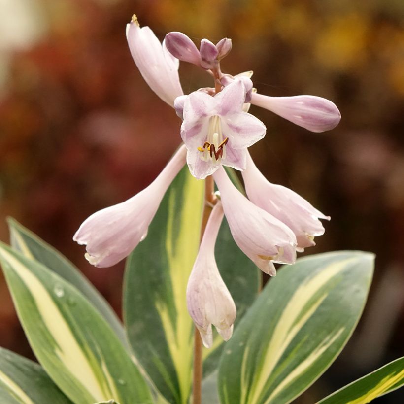 Hosta Timeless Beauty - Hartlelie (Bloei)