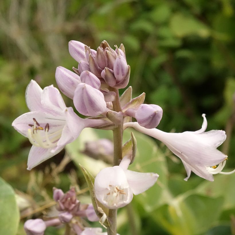 Hosta Touch Of Class - Hartlelie (Blad)