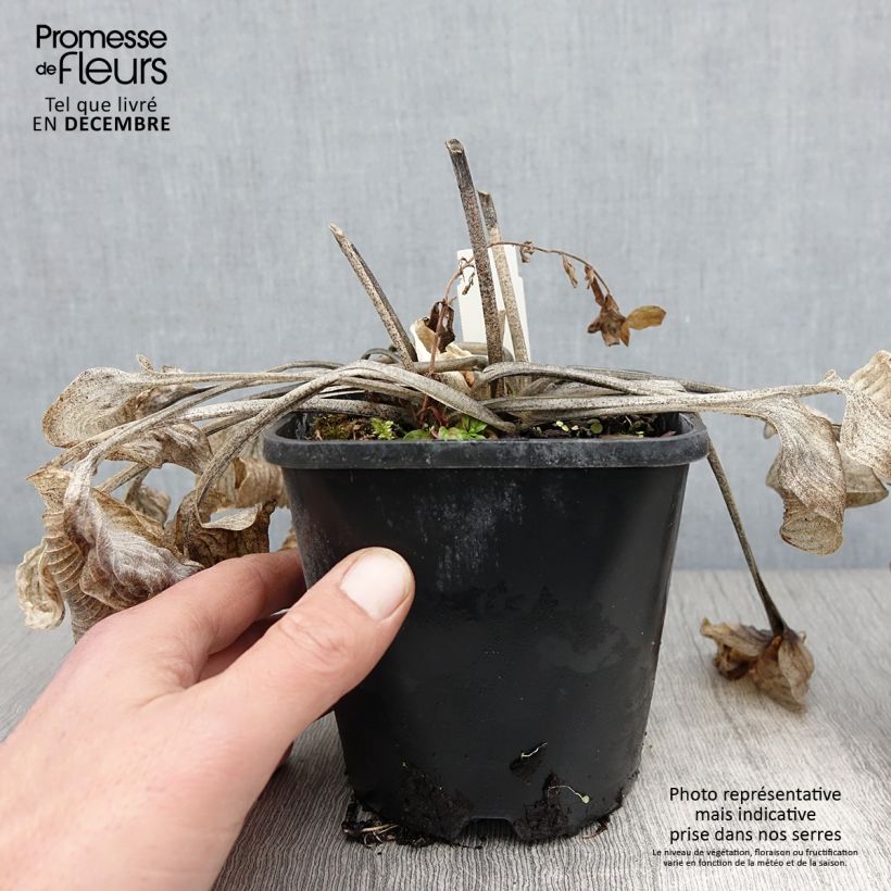 Exemplaar van Hosta Touch Of Class - Hartlelie Pot van 1,5 l/2 l zoals geleverd in de herfst
