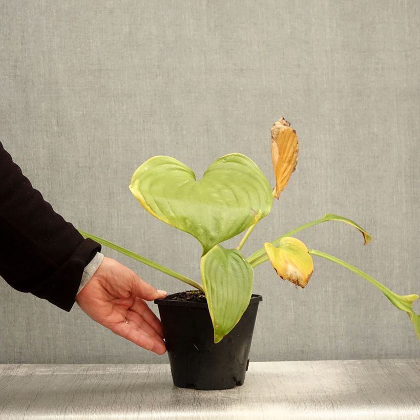 Exemplaar van Hosta UFO Pot de 1,5L/2L zoals geleverd in de herfst