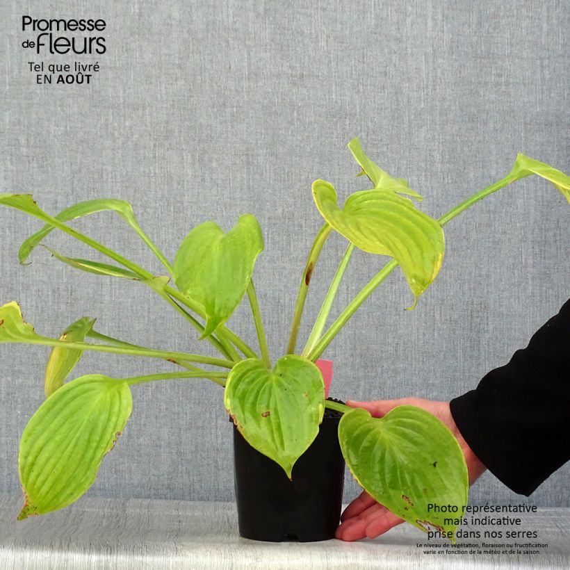 Exemplaar van Hosta UFO - Hartlelie Pot van 1,5 l/2 l zoals geleverd in de zomer