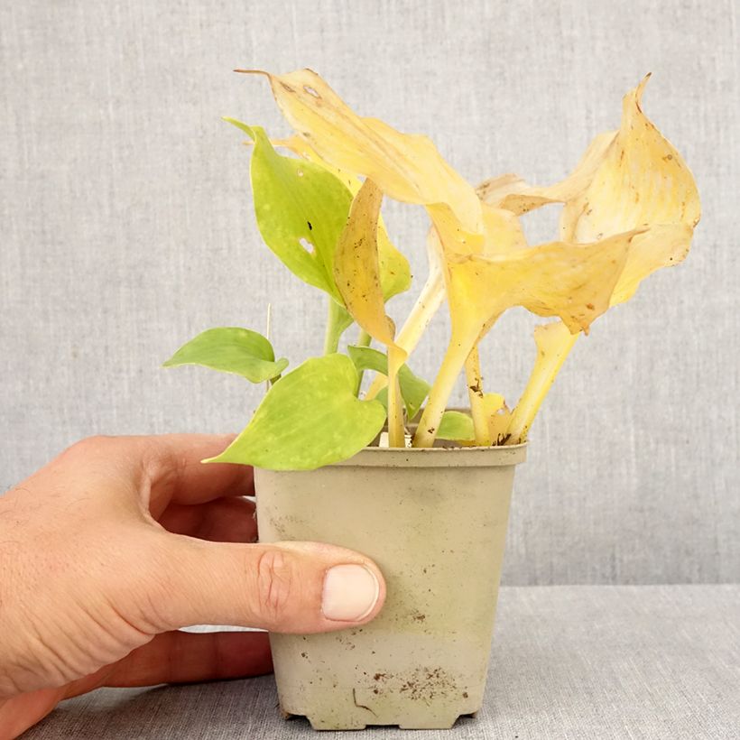 Exemplaar van Hosta undulata Erromena - Hartlelie Kweekpotje van 8/9 cm zoals geleverd in de herfst