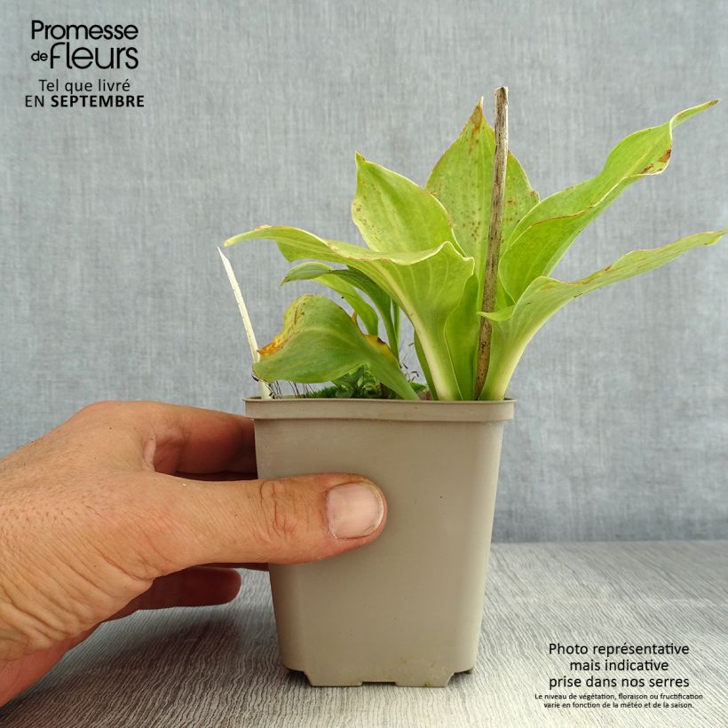 Exemplaar van Hosta undulata Erromena - Hartlelie Kweekpotje van 8/9 cm zoals geleverd in de zomer