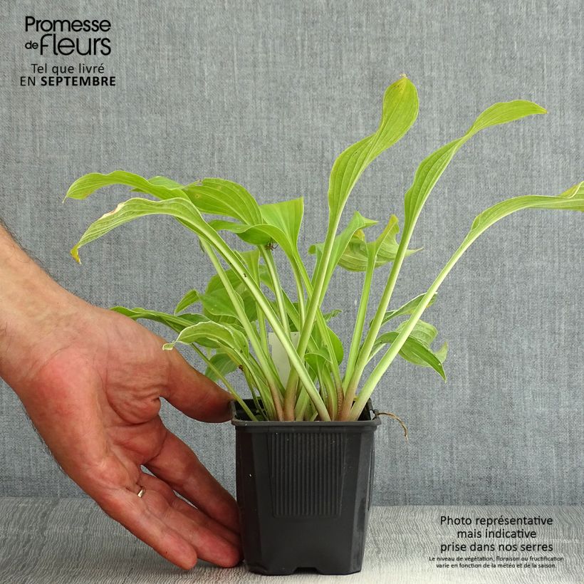 Exemplaar van Hosta undulata albomarginata - Hartlelie Kweekpotje van 8/9 cm zoals geleverd in de zomer