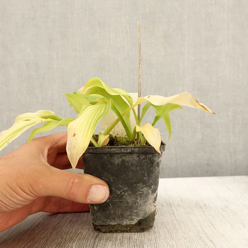 Exemplaar van Hosta undulata var univittata - Hartlelie Kweekpotje van 8/9 cm zoals geleverd in de herfst
