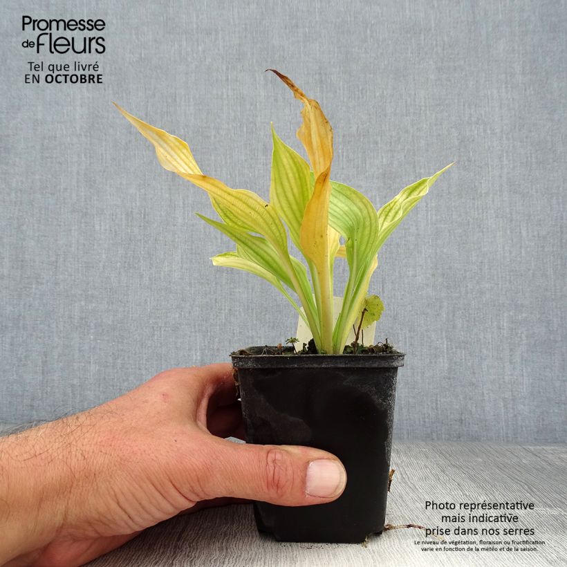 Exemplaar van Hosta ventricosa - Hartlelie Kweekpotje van 8/9 cm zoals geleverd in de herfst