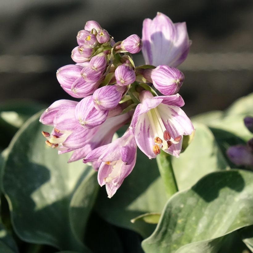 Hosta ventricosa - Hartlelie (Bloei)
