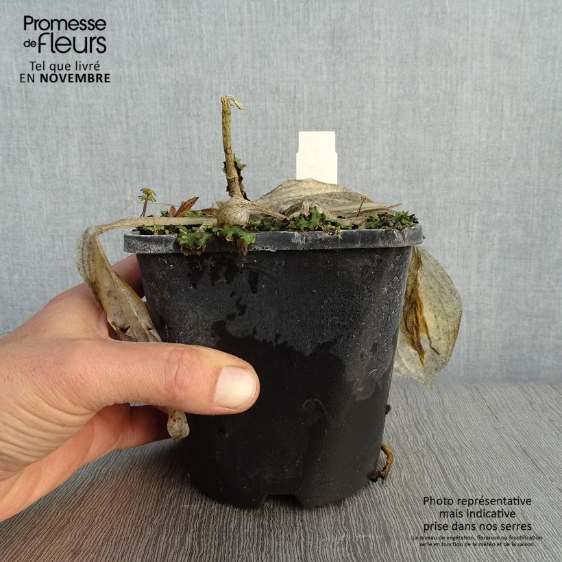 Exemplaar van Hosta Victor - Hartlelie Pot van 1,5 l/2 l zoals geleverd in de herfst