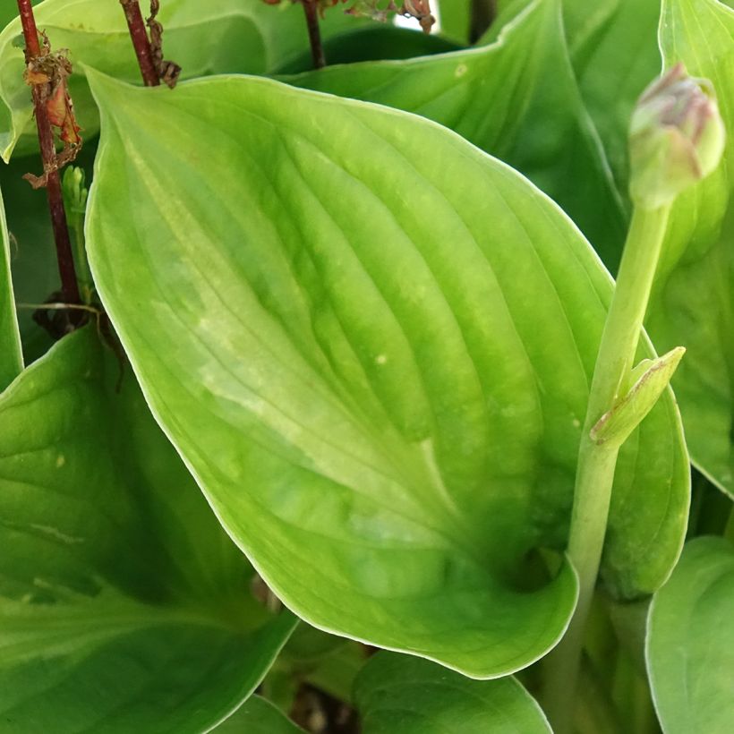 Hosta Victor - Hartlelie (Blad)