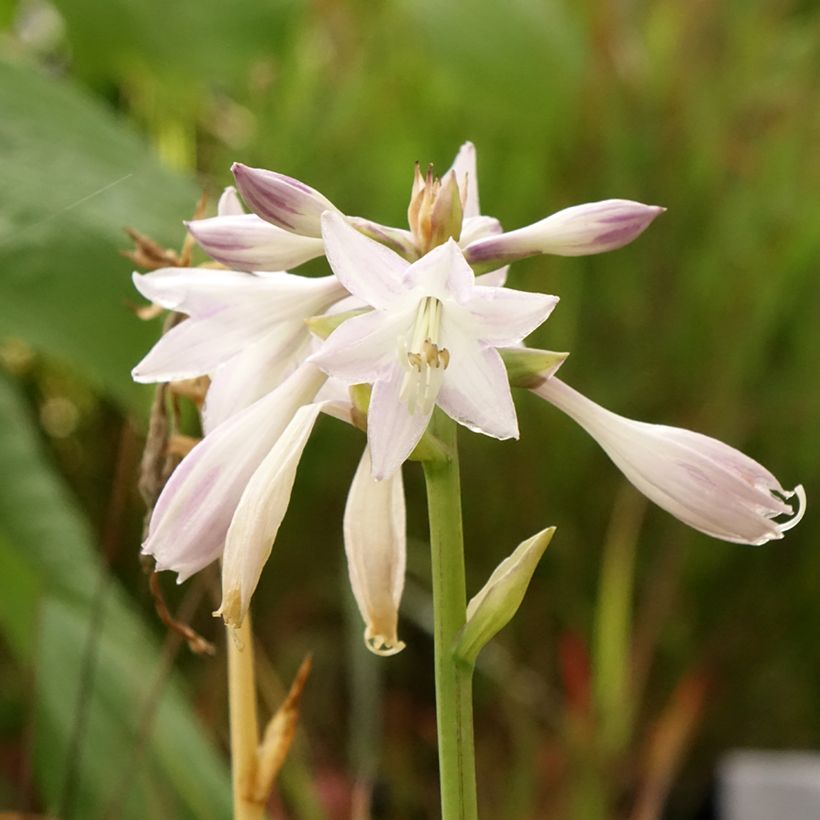 Hosta Victor - Hartlelie (Bloei)