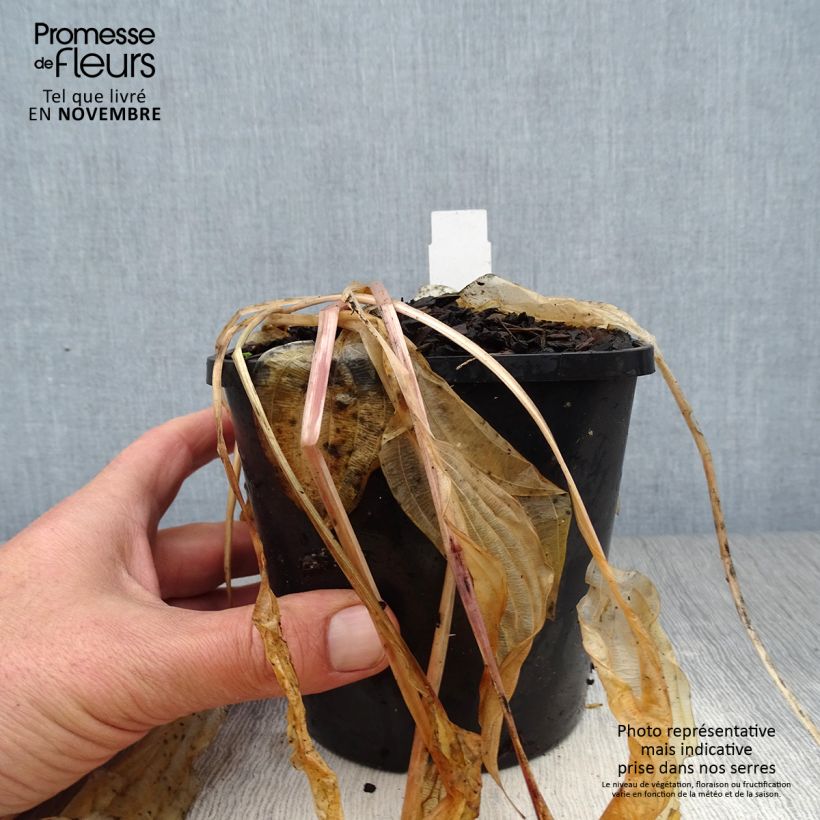 Exemplaar van Hosta Volcano Island - Hartlelie Pot van 1,5 l/2 l zoals geleverd in de herfst