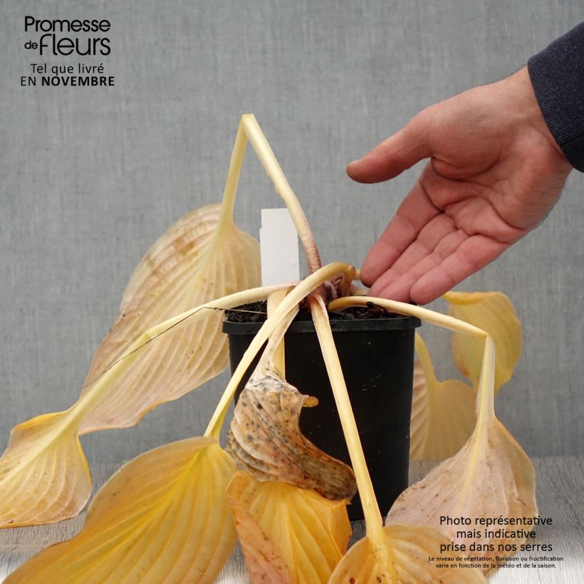 Exemplaar van Hosta Waterslide - Hartlelie Pot van 1,5 l/2 l zoals geleverd in de herfst