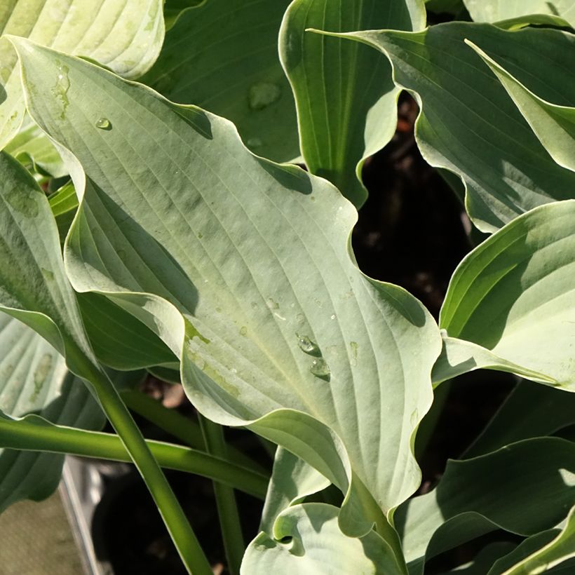 Hosta Waterslide - Hartlelie (Blad)