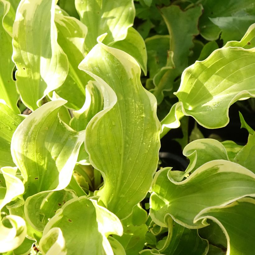 Hosta Wheee! - Hartlelie (Blad)