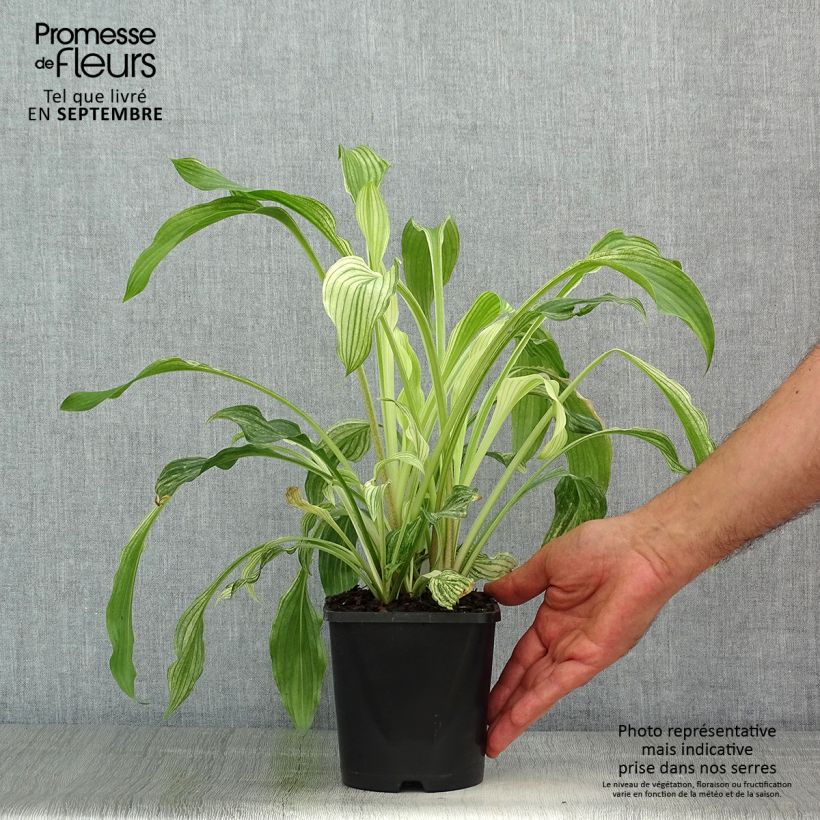 Exemplaar van Hosta White Feather - Hartlelie Pot van 1,5 l/2 l zoals geleverd in de zomer