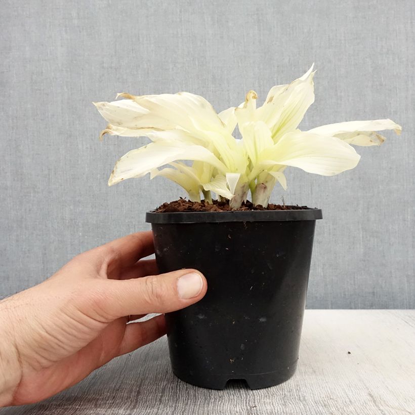 Exemplaar van Hosta White Feather - Hartlelie Pot van 1,5 l/2 l zoals geleverd in de lente
