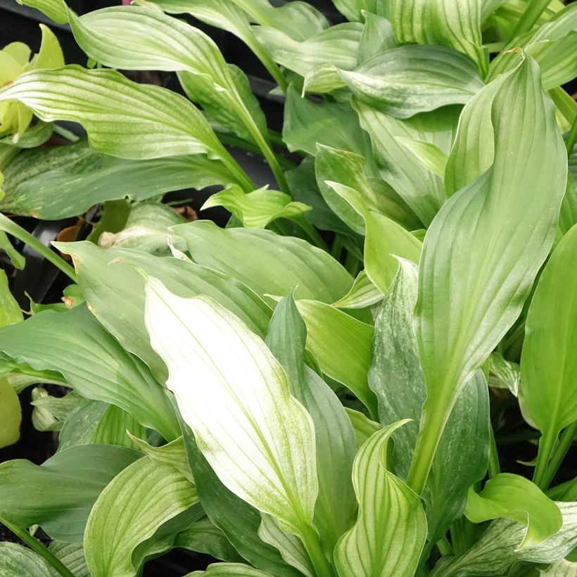 Hosta White Feather - Hartlelie (Blad)