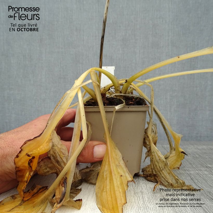 Exemplaar van Hosta Wide Brim - Hartlelie Kweekpotje van 8/9 cm zoals geleverd in de herfst