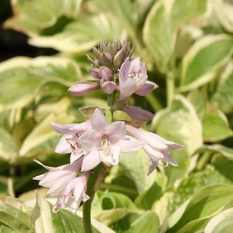 Hosta Wide Brim - Hartlelie (Bloei)