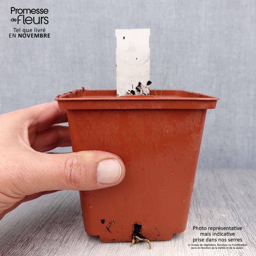 Exemplaar van Hosta Winter Snow - Hartlelie Pot van 1 l/1,5 l zoals geleverd in de herfst