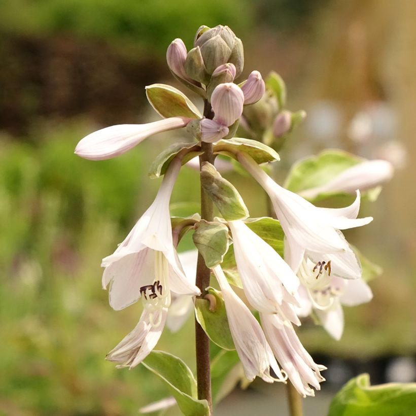 Hosta Winter Snow - Hartlelie (Bloei)