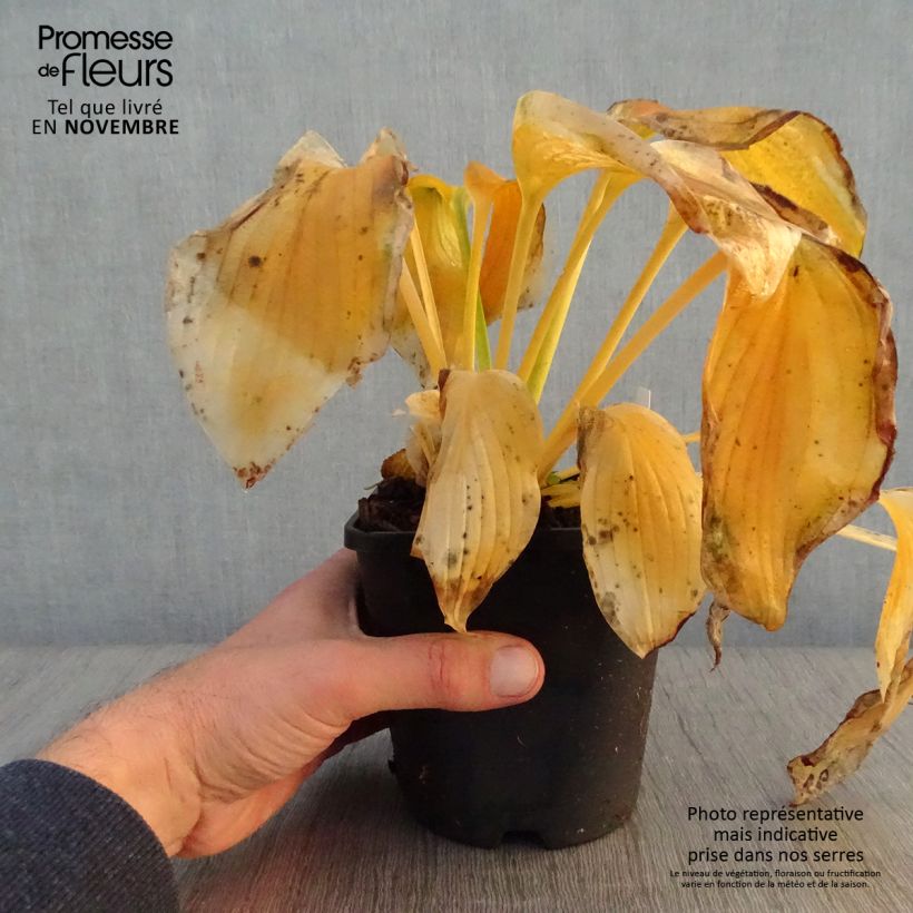 Exemplaar van Hosta Wu-La-La - Hartlelie Pot van 1,5 l/2 l zoals geleverd in de herfst