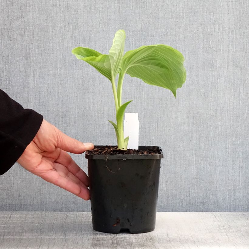 Exemplaar van Hosta Wu-La-La - Hartlelie Pot van 1,5 l/2 l zoals geleverd in de lente