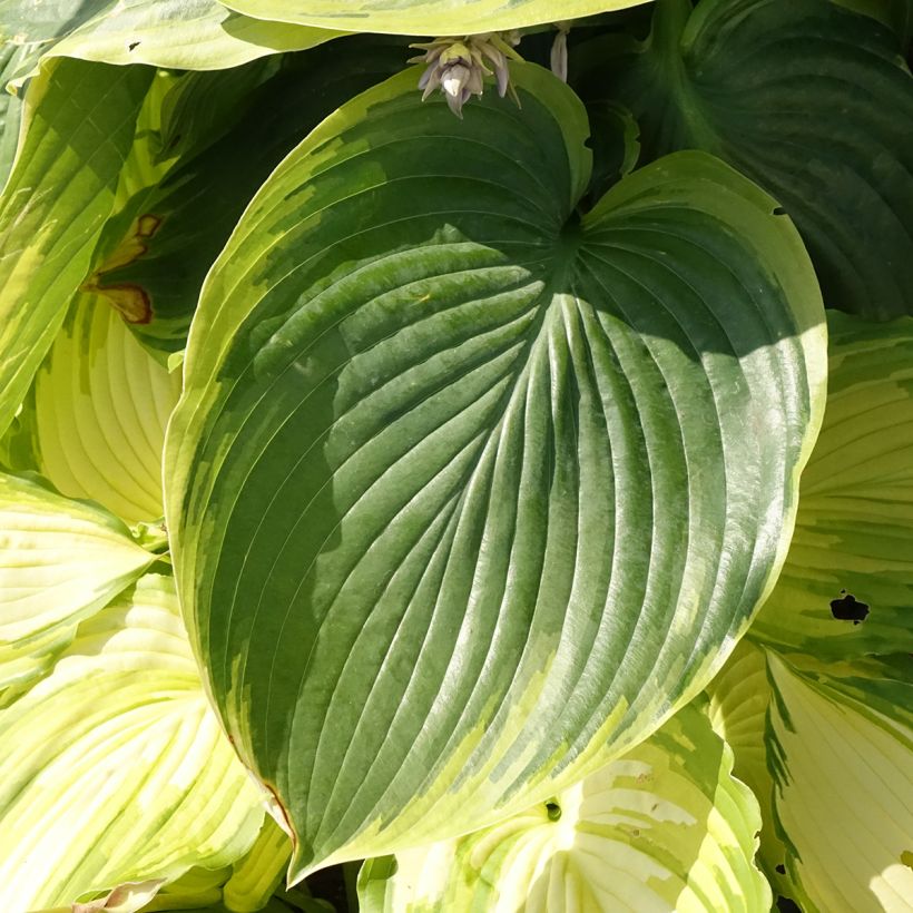 Hosta Wu-La-La - Hartlelie (Blad)
