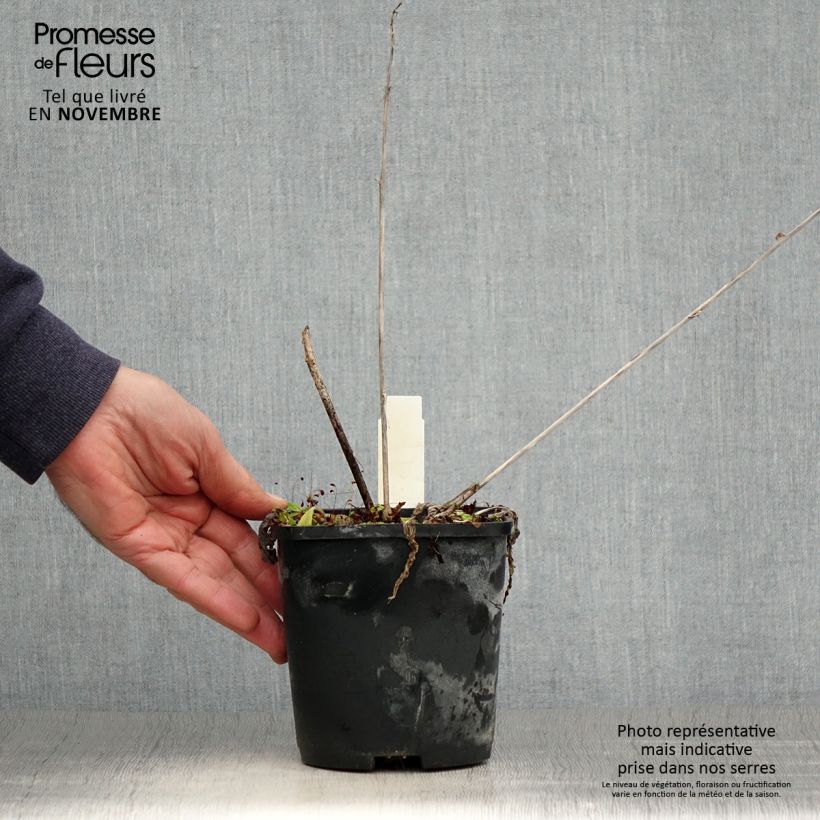 Exemplaar van Hosta Yellow Polka Dot Bikini - Hartlelie Pot van 1,5 l/2 l zoals geleverd in de herfst