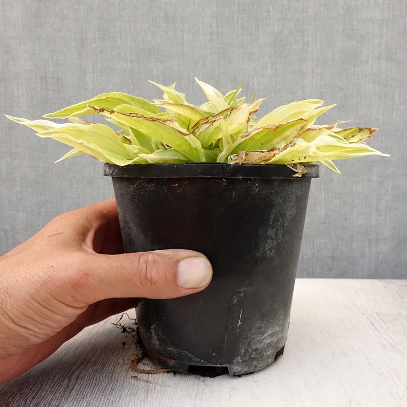 Exemplaar van Hosta Yellow Polka Dot Bikini - Hartlelie Pot van 1,5 l/2 l zoals geleverd in de zomer