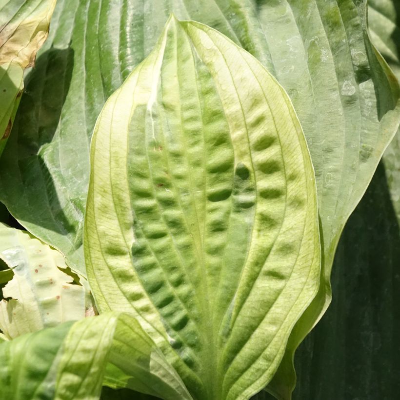 Hosta Yellow Polka Dot Bikini - Hartlelie (Blad)