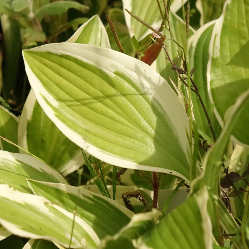 Hosta Yellow Splash Rim - Hartlelie (Blad)