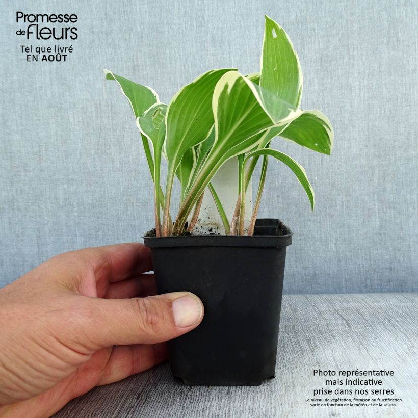 Exemplaar van Hosta Yellow Splash Rim - Hartlelie Kweekpotje van 8/9 cm zoals geleverd in de zomer