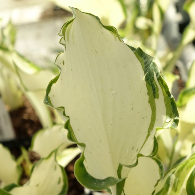 Hosta Zeus (Blad)