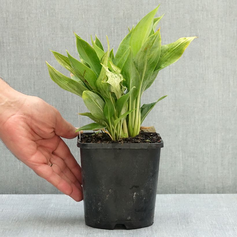 Exemplaar van Hosta Zeus Pot van 1,5 l/2 l zoals geleverd in de zomer