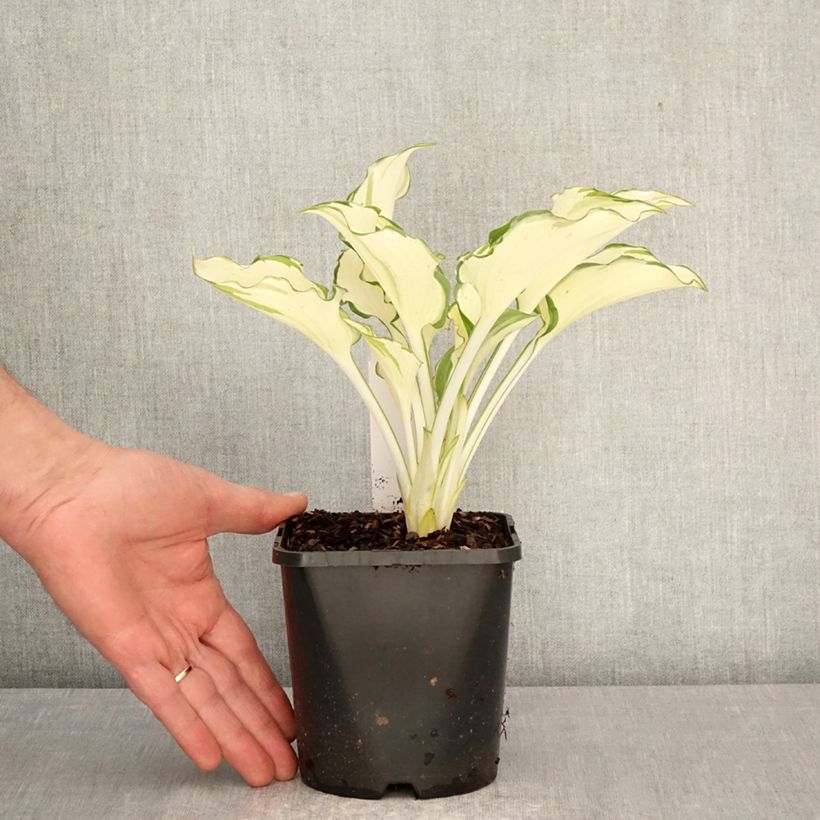 Exemplaar van Hosta Zeus Pot van 1,5 l/2 l zoals geleverd in de lente