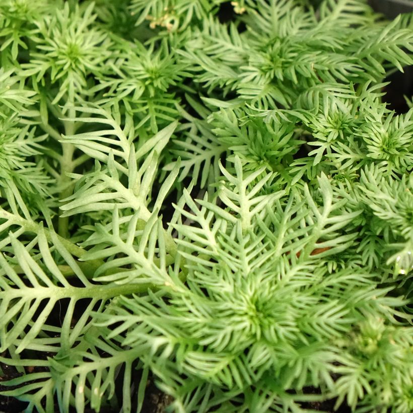 Hottonia palustris - Waterviolier (Blad)