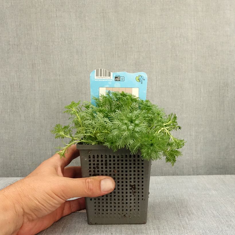 Exemplaar van Hottonia palustris - Waterviolier Pot van 1 l/1,5 l zoals geleverd in de lente