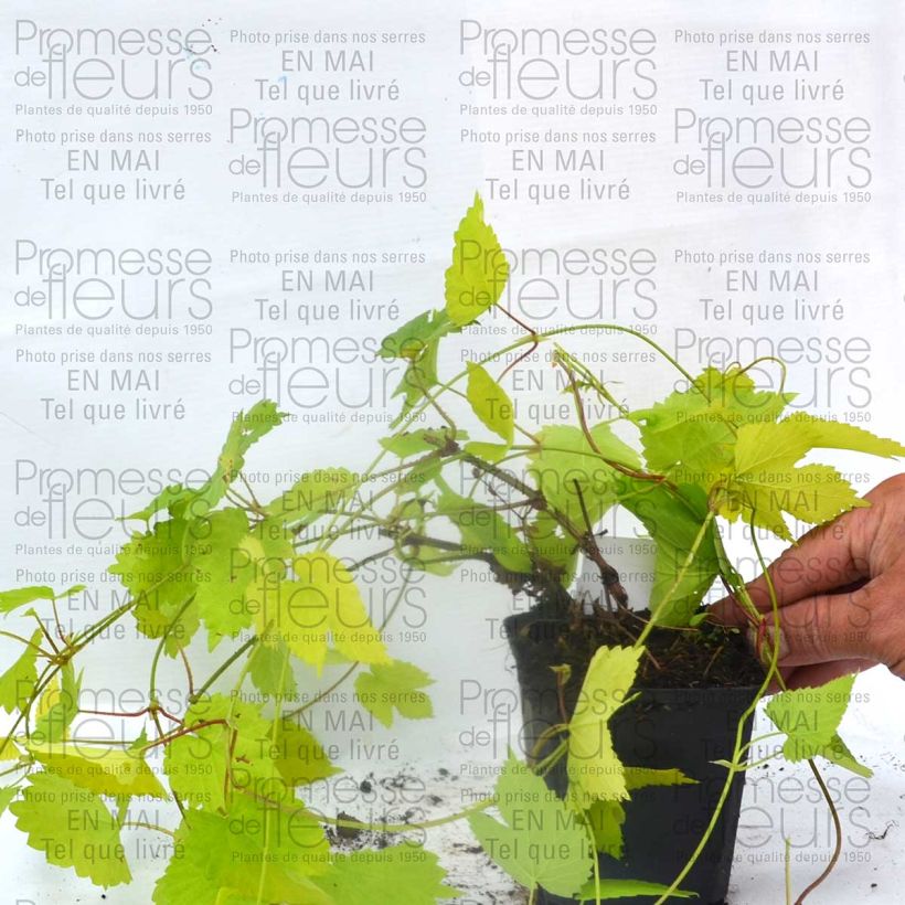 Example of Gouden hop Aureus - Humulus lupulus Kweekpotje van 8/9 cm as you get