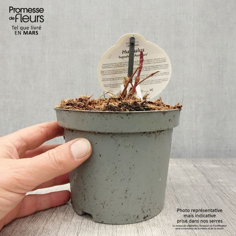Example of Gouden hop Aureus - Humulus lupulus Pot van 1,5 l/2 l as you get in printemps