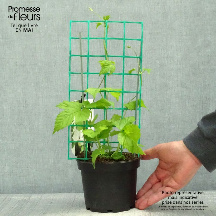 Example of Hop Echte brouwhop - Humulus lupulus Pot van 1,5 l/2 l as you get in printemps
