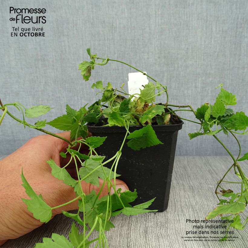 Exemplaar van Hop - Humulus lupulus Kweekpotje van 8/9 cm zoals geleverd in de herfst