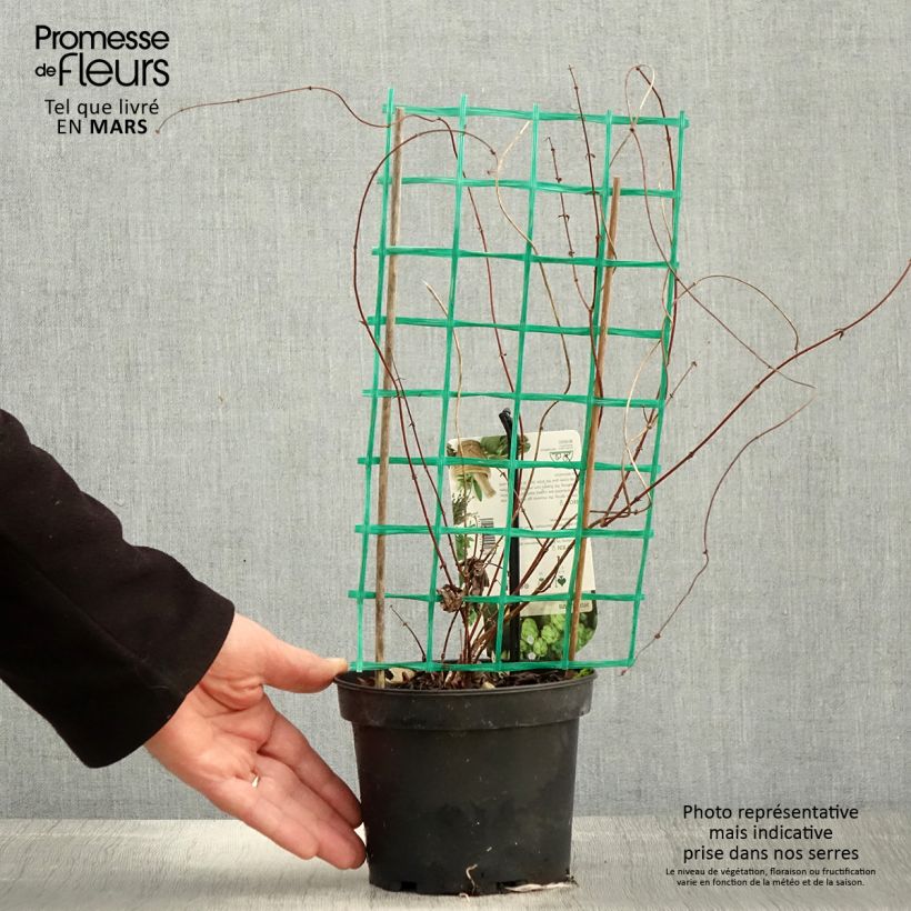 Example of Hop Hersbrucker - Humulus lupulus Pot van 1,5 l/2 l as you get in printemps