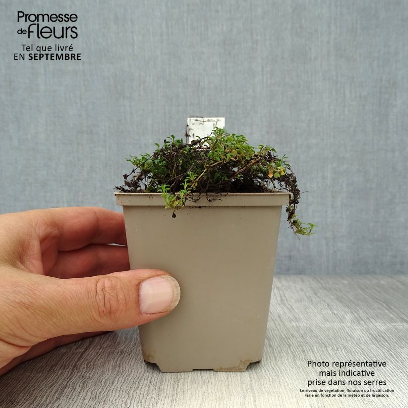 Exemplaar van Houstonia caerulea Millard's Variety - Porseleinsterretje Kweekpotje van 8/9 cm zoals geleverd in de herfst
